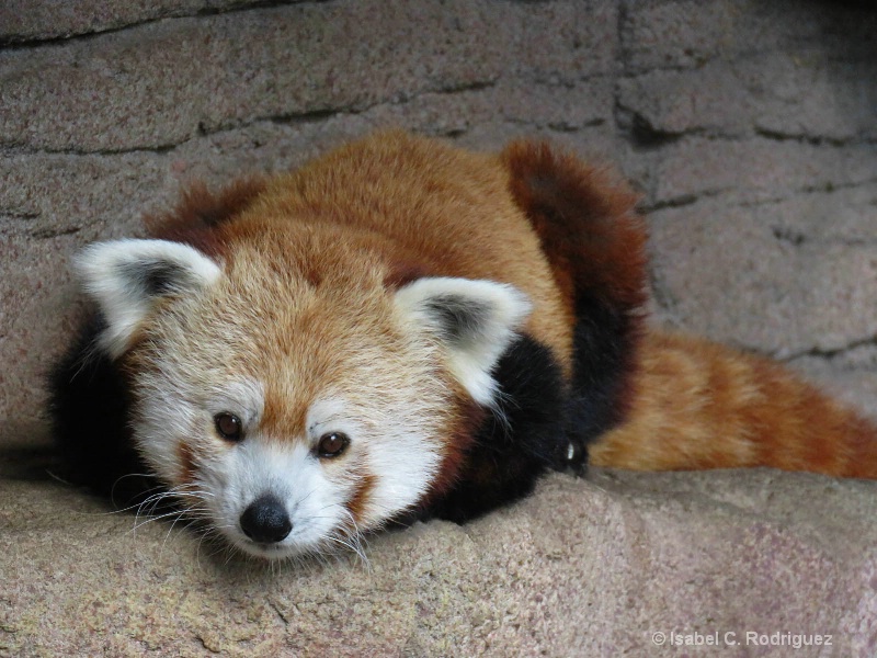 Cute Red Panda (C)
