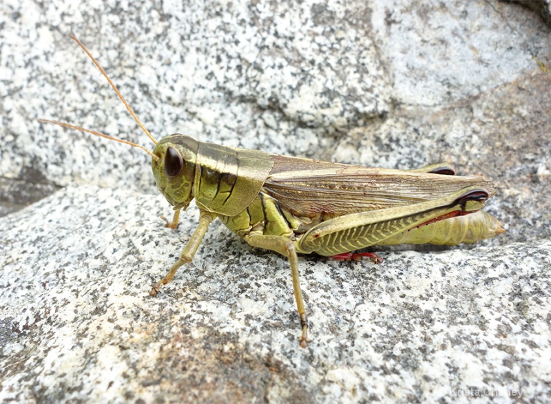 Grasshopper - ID: 14964216 © Krista Cheney
