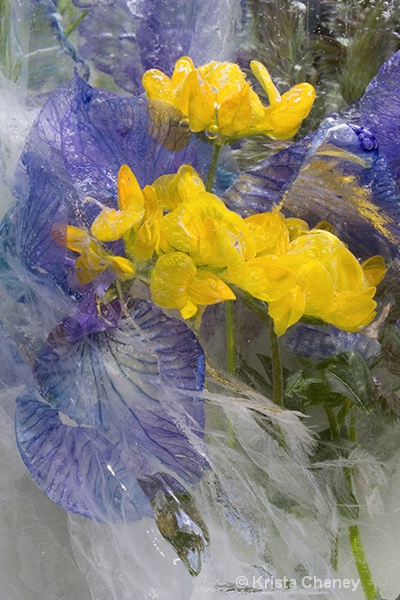 Iris and meadow vetchling in ice