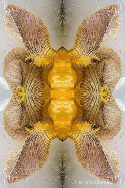 Iris in ice III—kaleidoscopic - ID: 14964224 © Krista Cheney