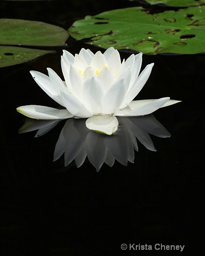 Water lily - ID: 14964228 © Krista Cheney