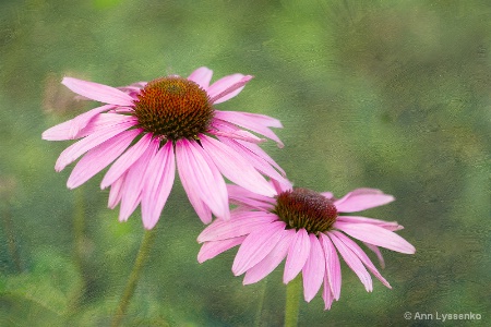 Pretty in Pink