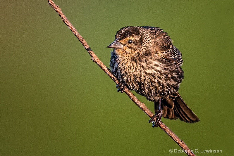 Female red-winged blackbird