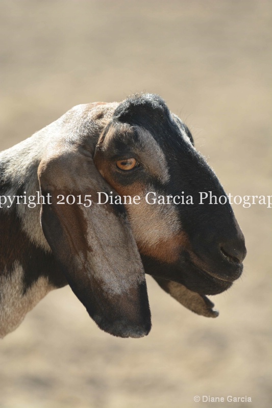 first under ujra15 8 - ID: 14964686 © Diane Garcia