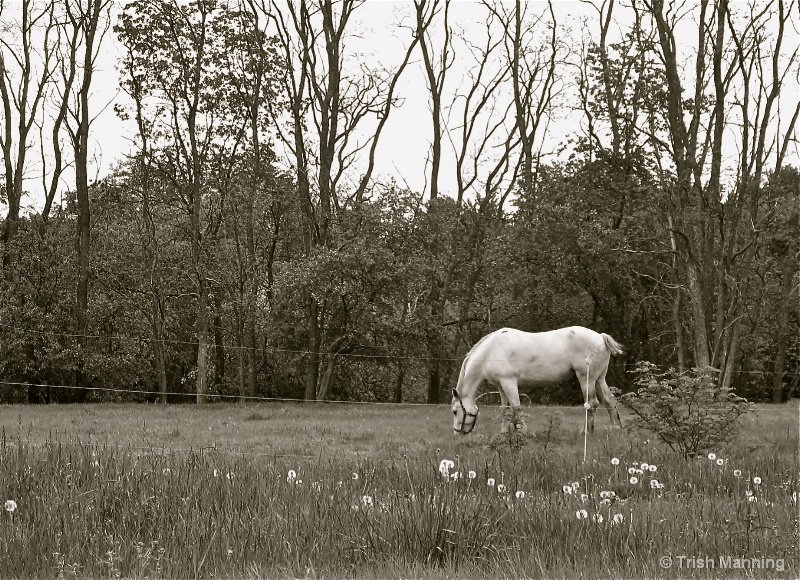 Grazing in the Meadow...