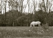 Grazing in the Me...