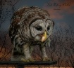 The Watcher