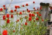 Flowers on the Pi...
