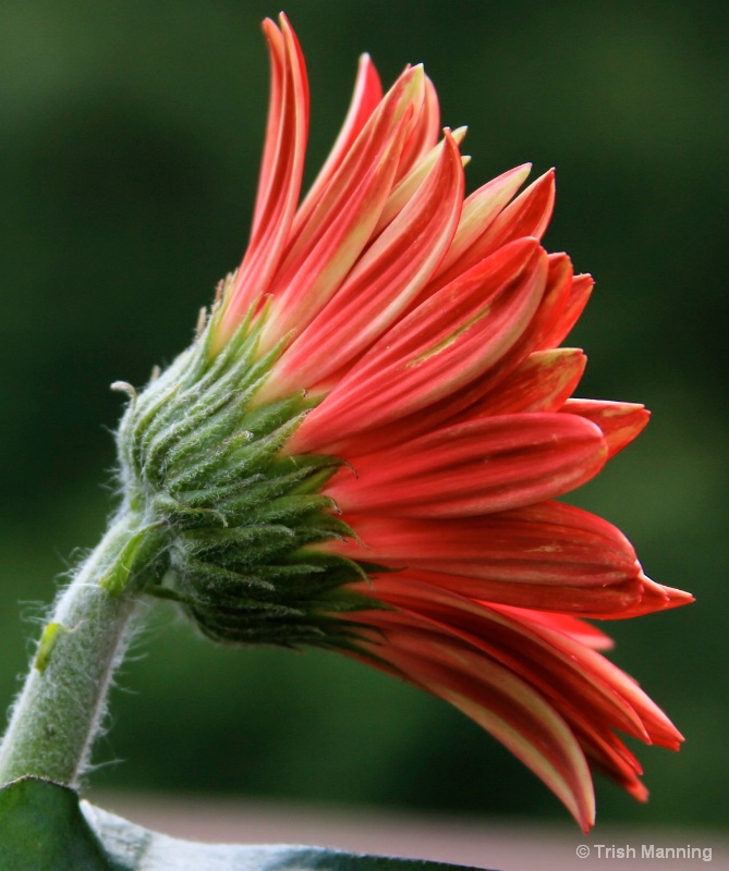 Gerber Daisy Splendor...