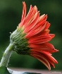 Gerber Daisy Sple...