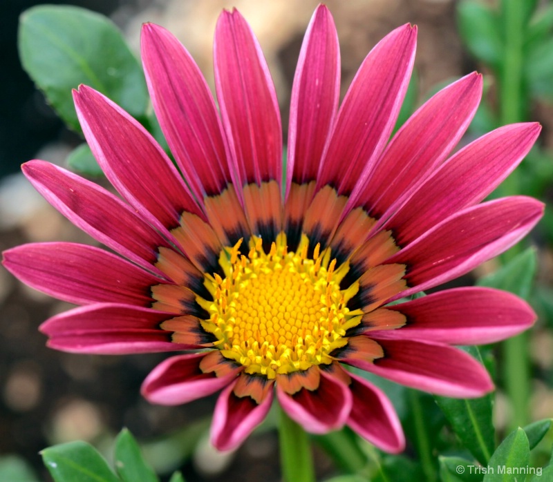 Gazania Elegance...