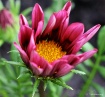 Gazania in the Ev...