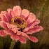 © Ann Lyssenko PhotoID # 14965235: Dahlia Circa 1900