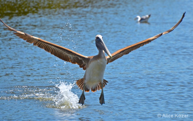 Pelican Soaring After Fishing! - ID: 14965250 © Alice Kozar