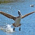 © Alice Kozar PhotoID # 14965250: Pelican Soaring After Fishing!