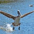 © Alice Kozar PhotoID # 14965250: Pelican Soaring After Fishing!