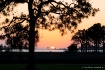 Florida Sunset (r...