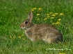 Frontyard visitor