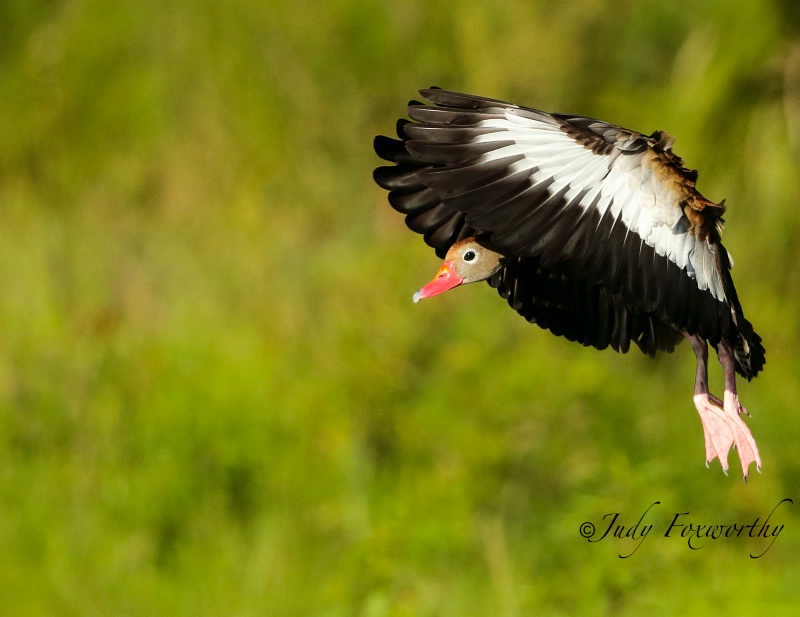 Black-bellied Whistling Duck Looking To Land