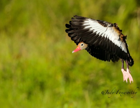 Black-bellied Whistling Duck Looking To Land