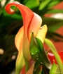 Cala Lily Splendo...