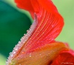 Nature' s Des...