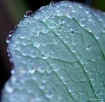 Nature's Desi...