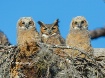 Great Horned Owls