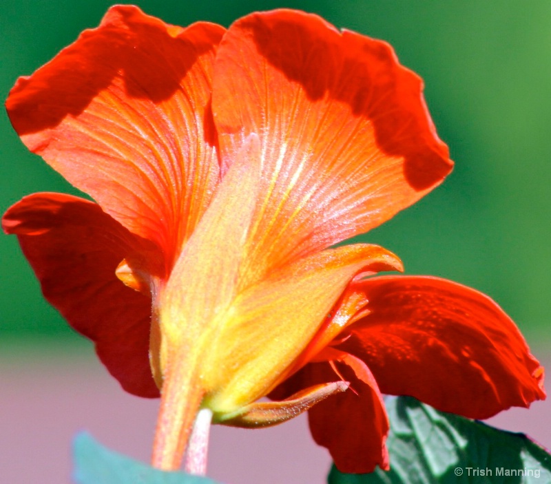 Nasturtium Glow in the Morning Light...