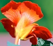 Nasturtium Glow i...