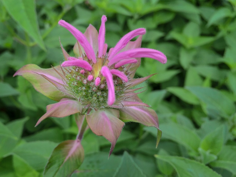 Young Bee's Balm
