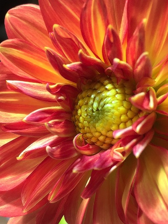 Flower Detail