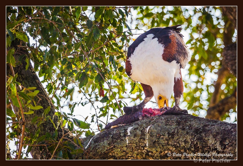 African Fish eagle with catch