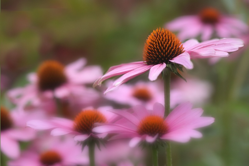 coneflowers