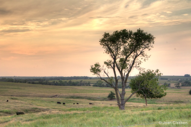 A Pasture