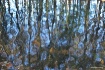 Reflection of Bir...