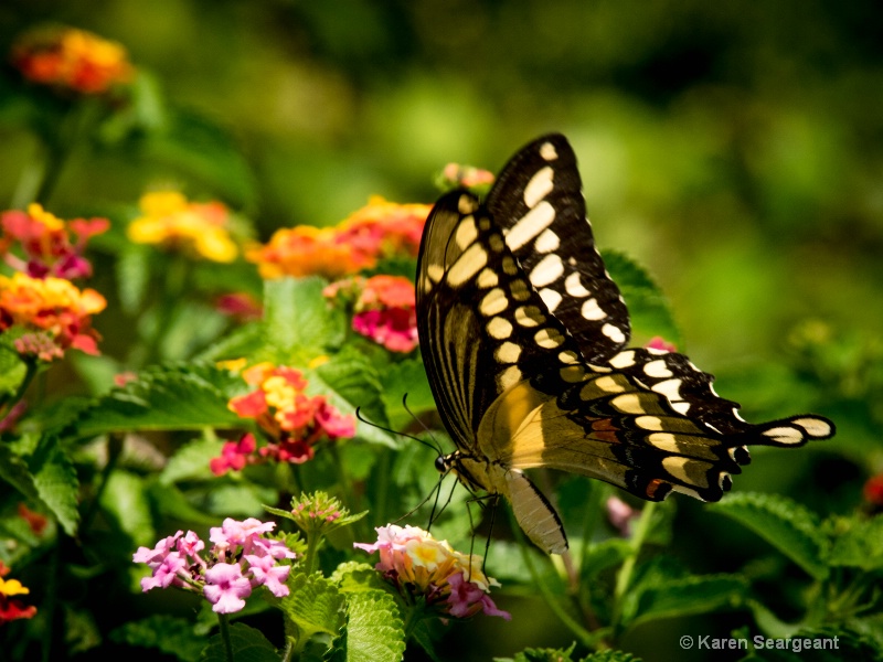 Giant Swallowtail