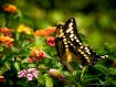 Giant Swallowtail