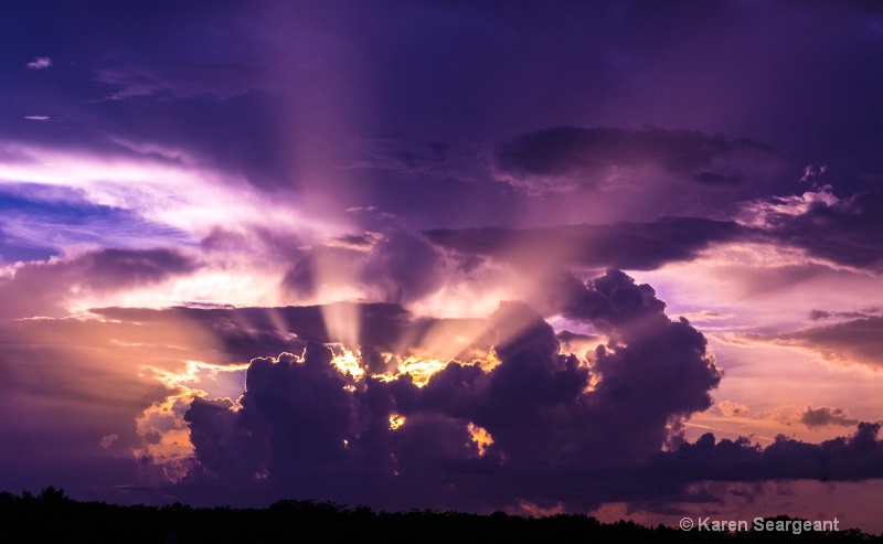 Florida Rays