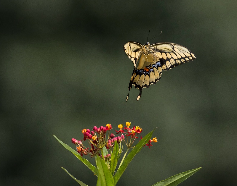 Butterfly Take Off