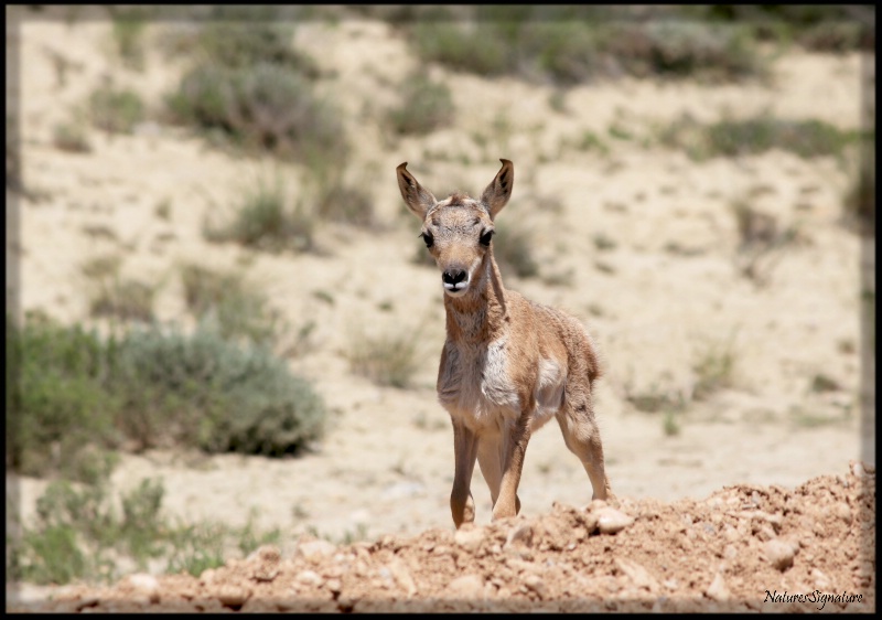 ~ Baby Antelope ~ - ID: 14966594 © Trudy L. Smuin