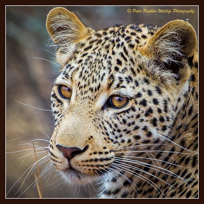 The eyes of a leopard