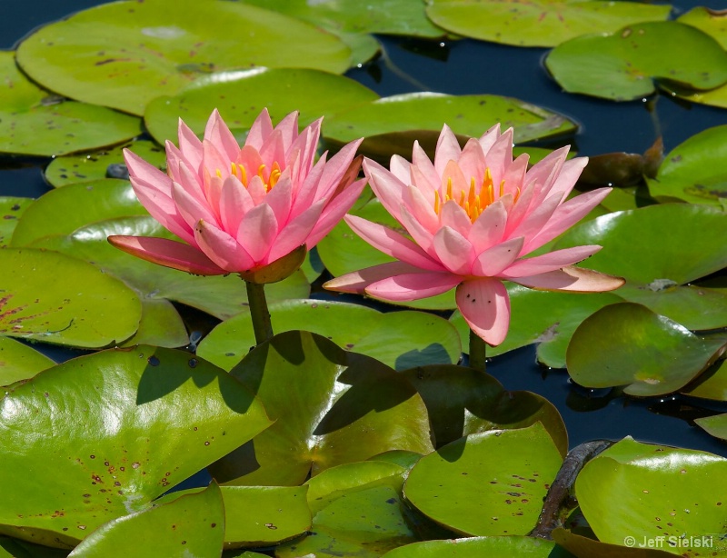 Pretty In Pink!!  Water Lilies