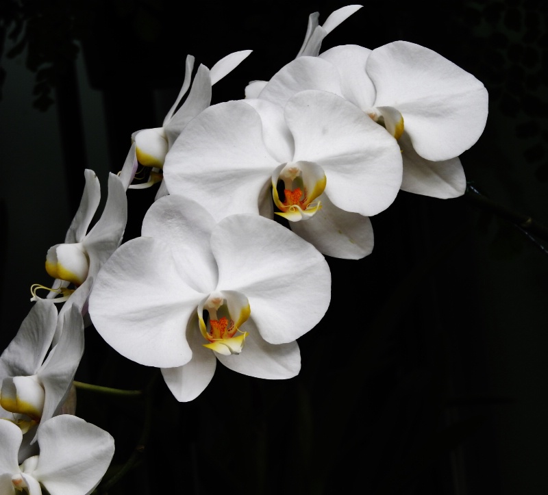 Orchids..............