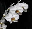 Orchids.............