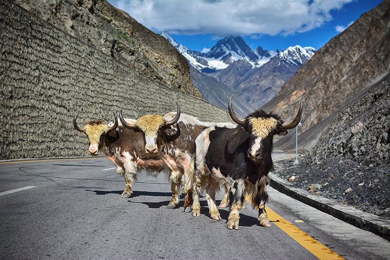 Yak Walk