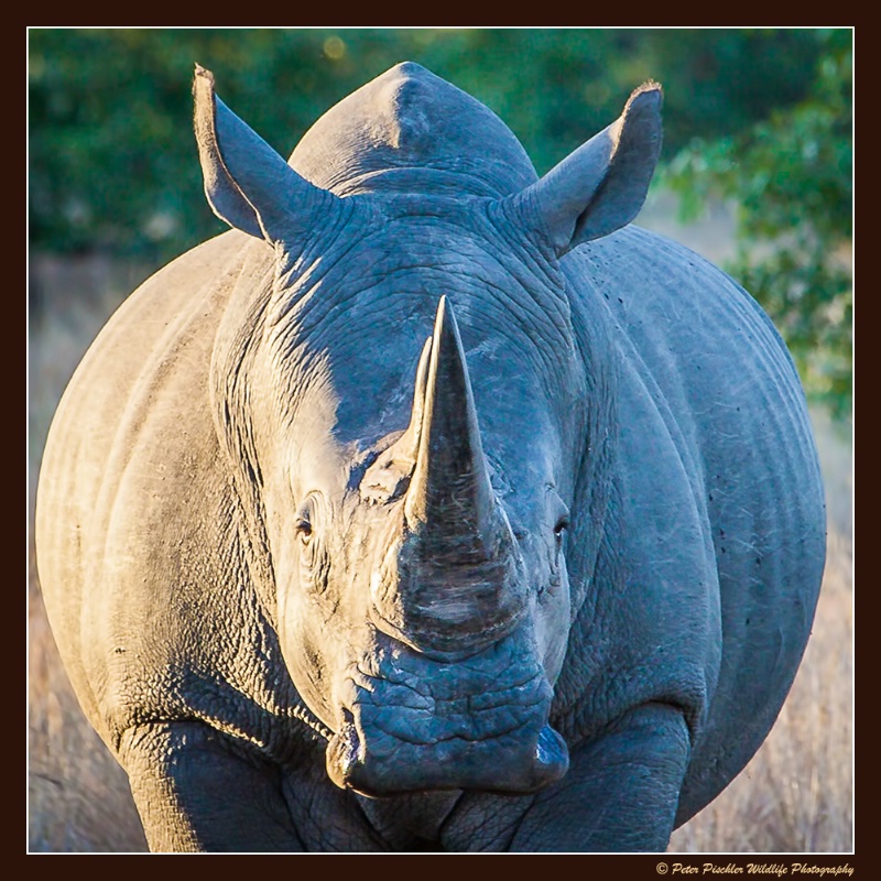 White Rhino portrait