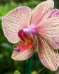 orchid 1