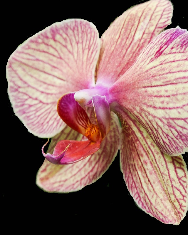 orchid 2