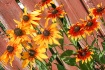 rudbeckia 1